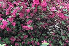 IMG_3152