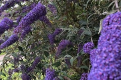 IMG_3578