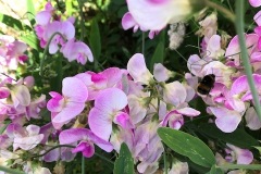 IMG_3710