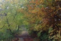 autumnwoods