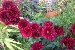 inmygarden