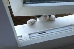 kittycomingin