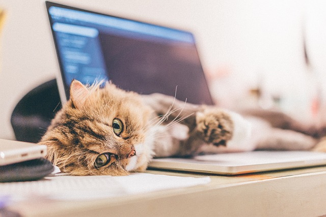 A fluffy cat sprawled across a laptop keyboard