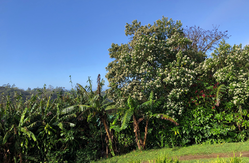 Monteverde in December